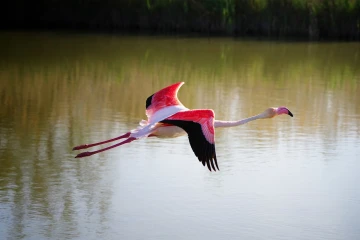flamingo flug