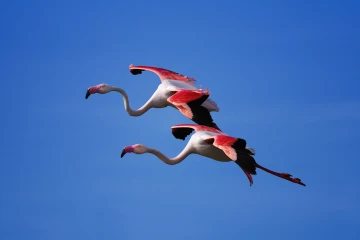flamingo flug