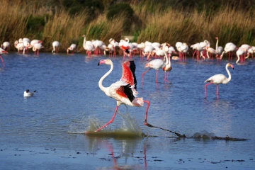 flamingo rennt