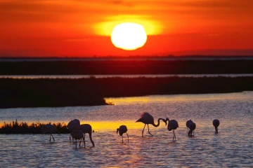 flamingos sonnenaufgang