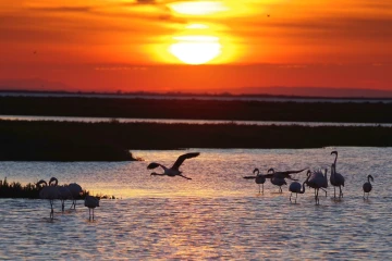 flamingos sonnenaufgang