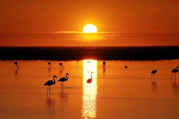 flamingos sonnenaufgang