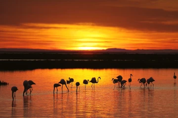 flamingos sonnenaufgang