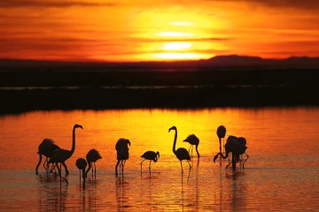 flamingos sonnenaufgang
