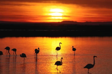 flamingos sonnenaufgang