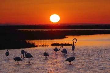 flamingos sonnenaufgang