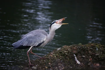 graureiher fisch