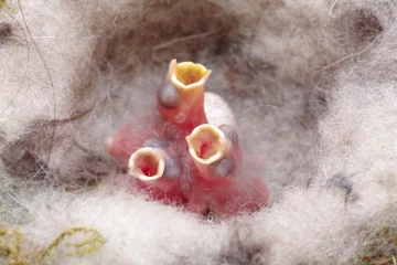 kohlmeise nest junge
