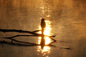 kormoran sonne