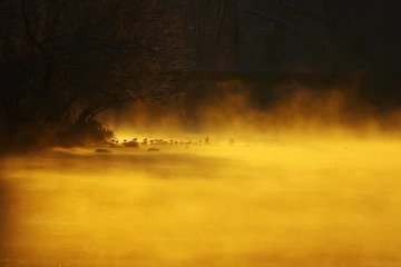 limmat nebel sonnenaufgang