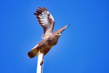 maeusebussard
