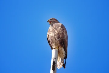 maeusebussard