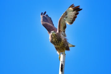 maeusebussard