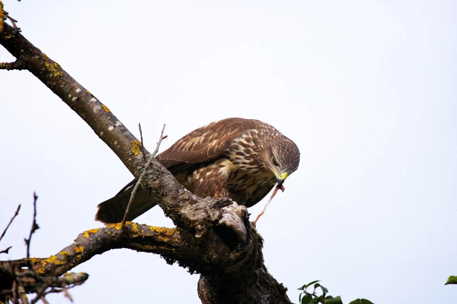maeusebussard blindschleiche