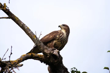 maeusebussard blindschleiche