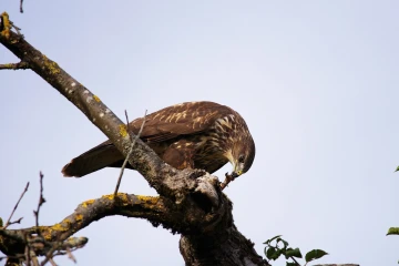 maeusebussard blindschleiche