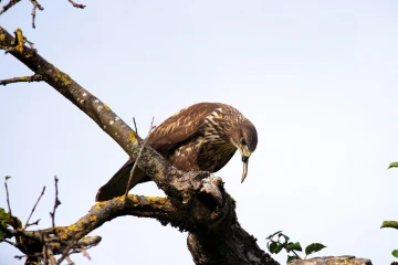 maeusebussard blindschleiche