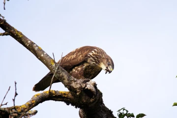 maeusebussard blindschleiche
