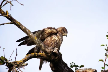 maeusebussard blindschleiche