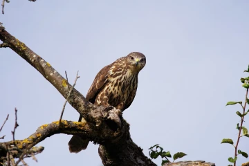 maeusebussard blindschleiche