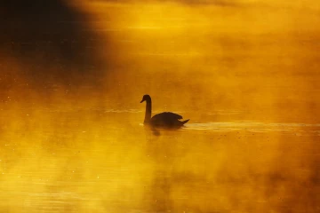 schwan nebel sonnenaufgang
