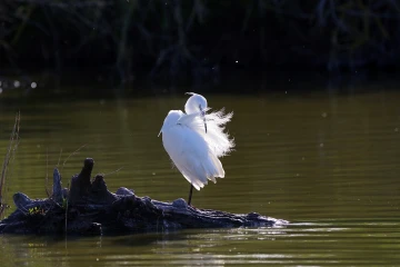seidenreiher