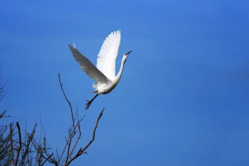 seidenreiher flug