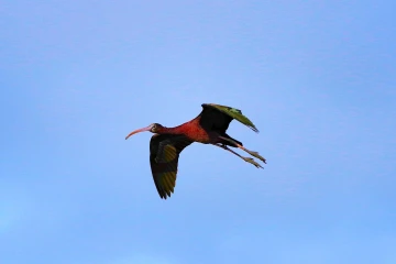 sichler flug