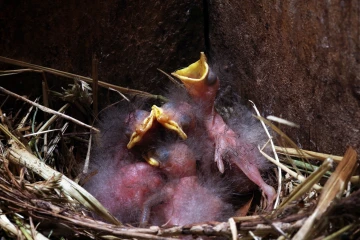 star nest junge