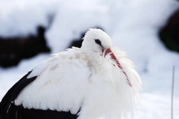 storch gefieder