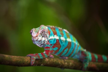 kamelion